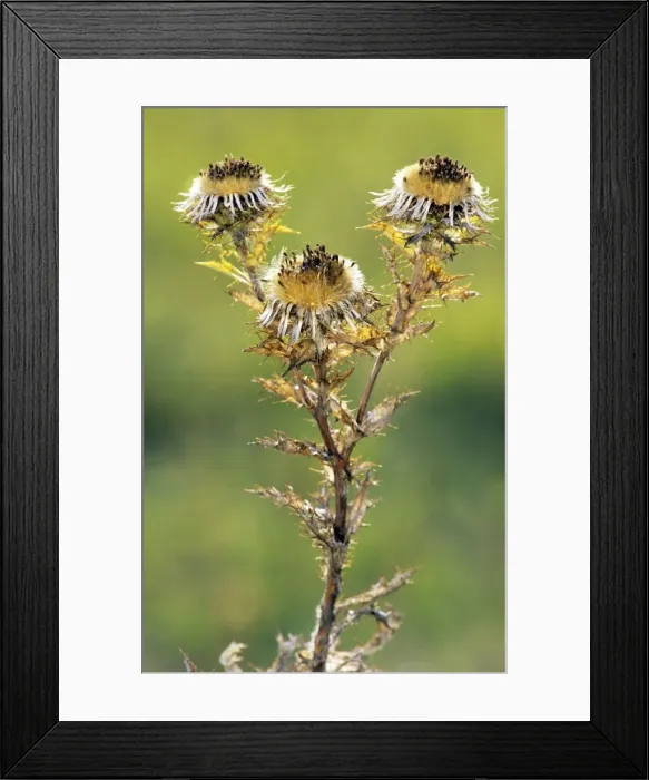 Framed Print : Carline thistle Framed Print : Carline thistle