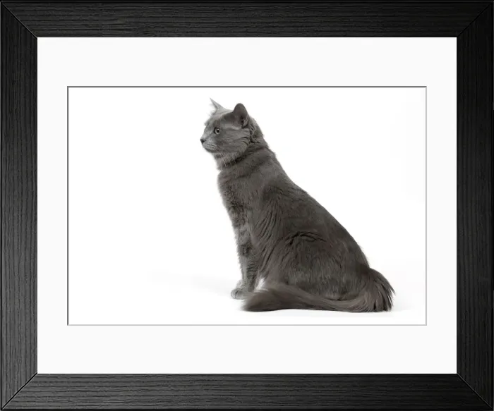 Framed Print : Cat - Nebelung in studio Framed Print : Cat - Nebelung in studio