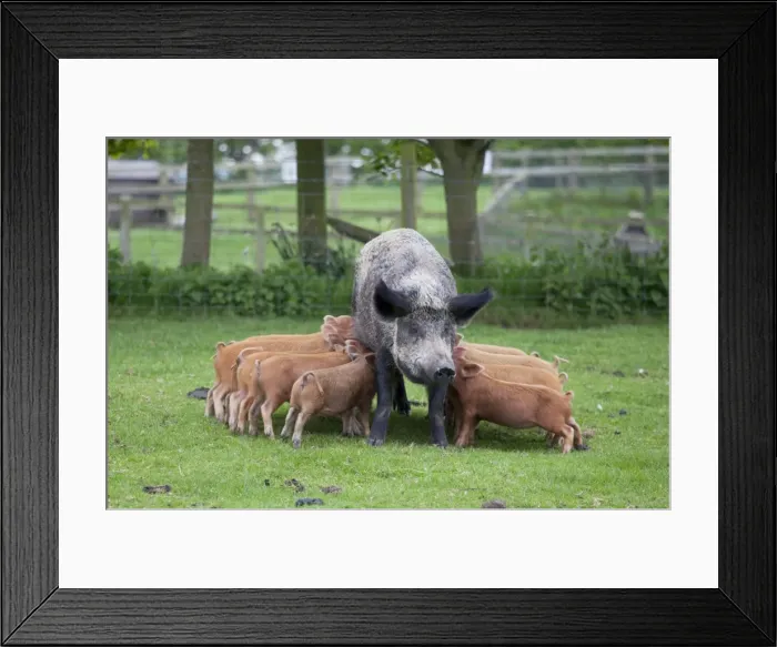Framed Print : Iron age pig sow feeding piglets - Cotswold Farm Park - Temple Guiting Glos UK Framed Print : Iron age pig sow feeding piglets - Cotswold Farm Park - Temple Guiting Glos UK