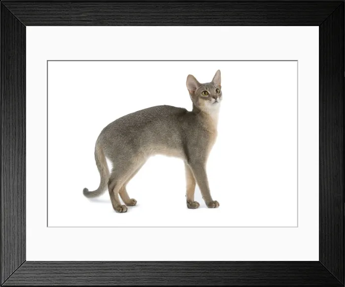 Framed Print : Cat - blue Abyssinian in studio Framed Print : Cat - blue Abyssinian in studio