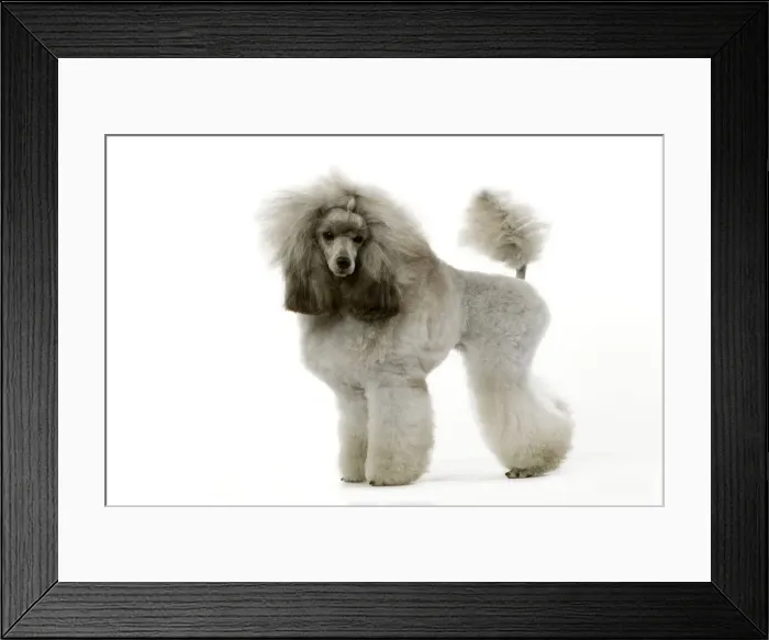 Framed Print : Dog - Poodle (caniche nain) Framed Print : Dog - Poodle (caniche nain)