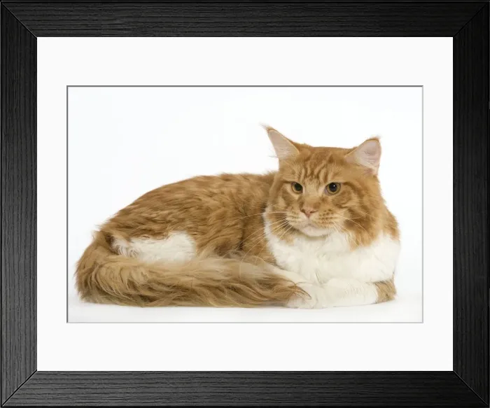 Framed Print : Cat - Norwegian Forest Cat - red tabby & white in studio Framed Print : Cat - Norwegian Forest Cat - red tabby & white in studio