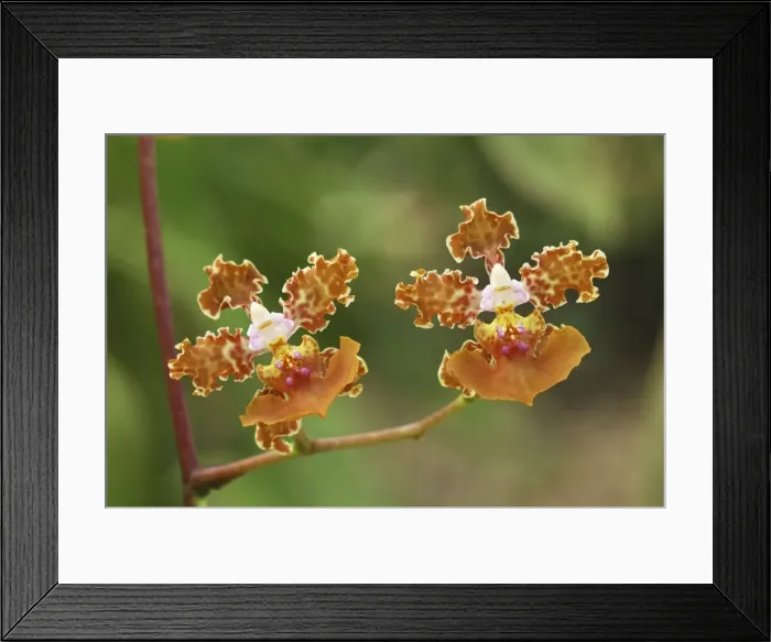 Framed Print : Orchid Belize Framed Print : Orchid Belize