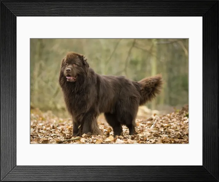 Framed Print : Newfoundland Dog Framed Print : Newfoundland Dog