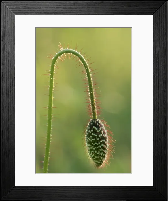 Framed Print : Common Poppy Framed Print : Common Poppy