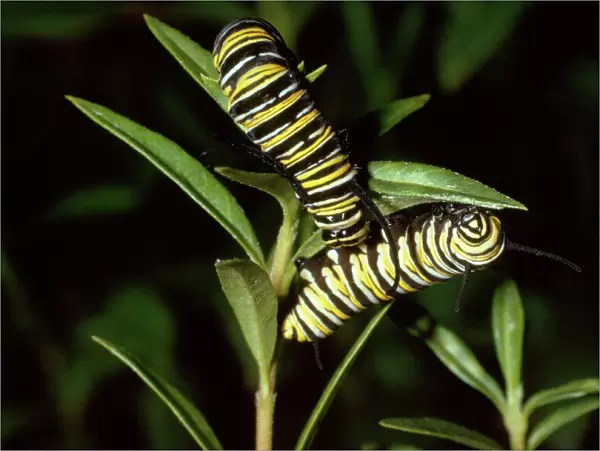 Wanderer  /  Monarch  /  Milkweed Butterfly - caterpillar