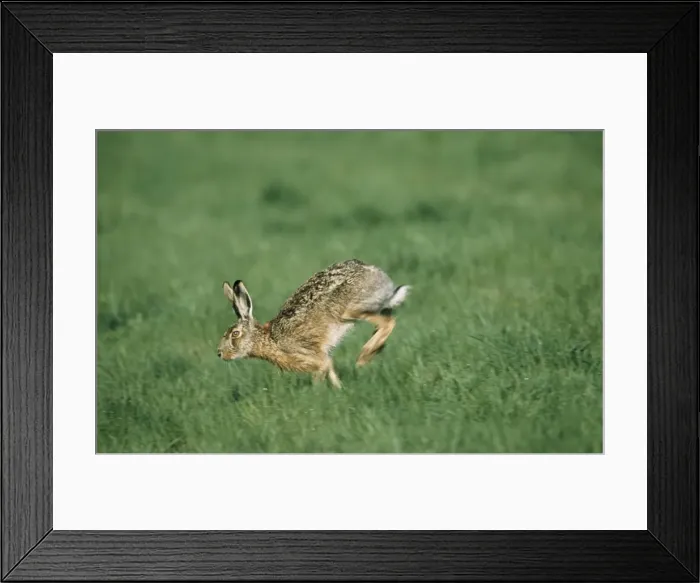 Framed Print : Brown Hare - running Framed Print : Brown Hare - running