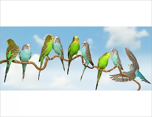 Budgerigars - group perched on twig