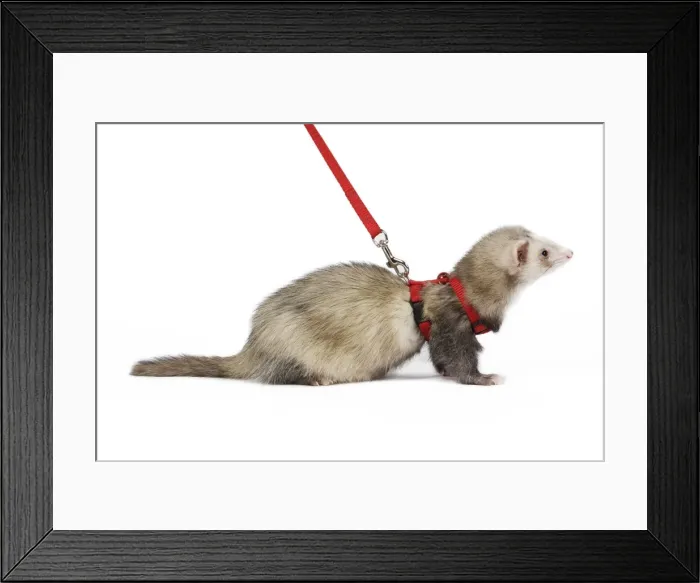 Framed Print : Ferret - sable colouration - in studio wearing harness & lead Framed Print : Ferret - sable colouration - in studio wearing harness & lead