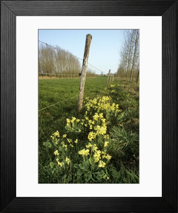 Framed Print : Oxlip in meadow Framed Print : Oxlip in meadow