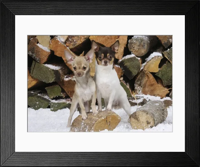 Framed Print : DOG. Chihuahuas in front of logs in snow Framed Print : DOG. Chihuahuas in front of logs in snow