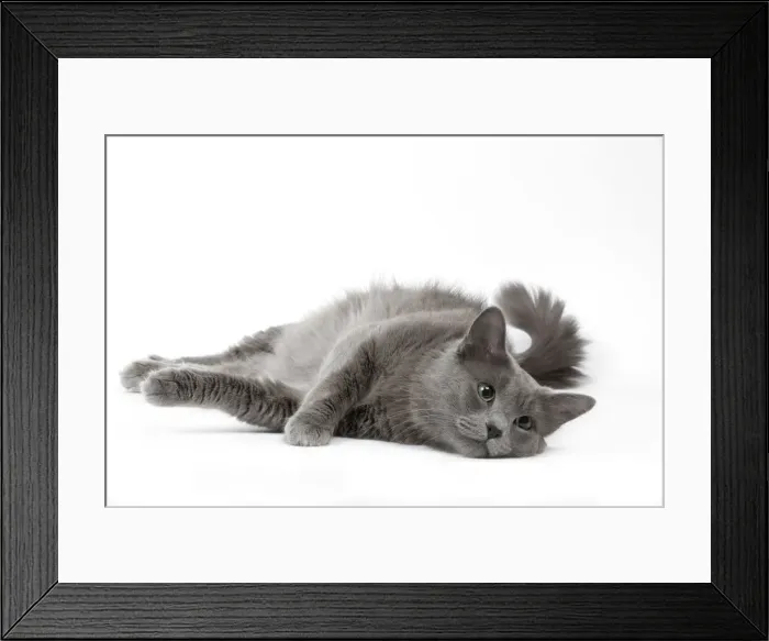 Framed Print : Cat - Nebelung in studio Framed Print : Cat - Nebelung in studio