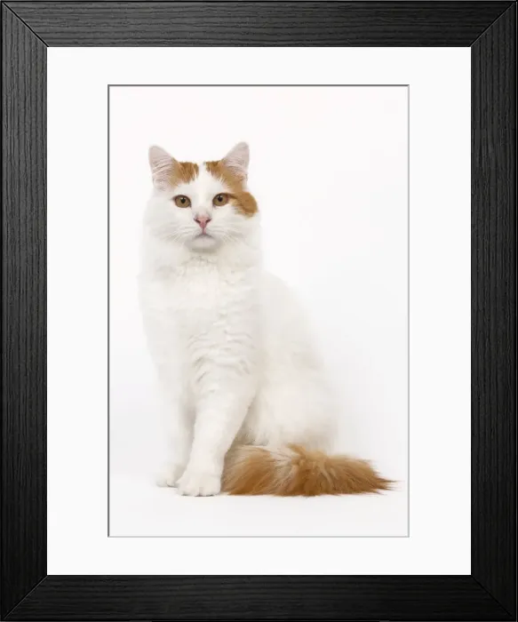 Framed Print : Cat - Turkish Van in studio Framed Print : Cat - Turkish Van in studio