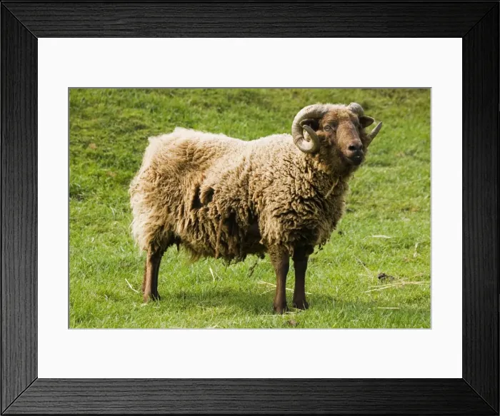 Framed Print : Shetland sheep at Rare Breed Trust Cotswold Farm Park. Were probably brought to the Shetlands by the Viking settlers. Fleece shows considerable colour variation but produced fine wool which is knitted into quality knitwear Framed Print : Shetland sheep at Rare Breed Trust Cotswold Farm Park. Were probably brought to the Shetlands by the Viking settlers. Fleece shows considerable colour variation but produced fine wool which is knitted into quality knitwear