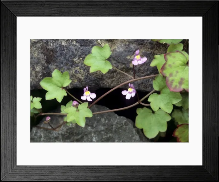 Framed Print : Ivy-leaved Toadflax Framed Print : Ivy-leaved Toadflax
