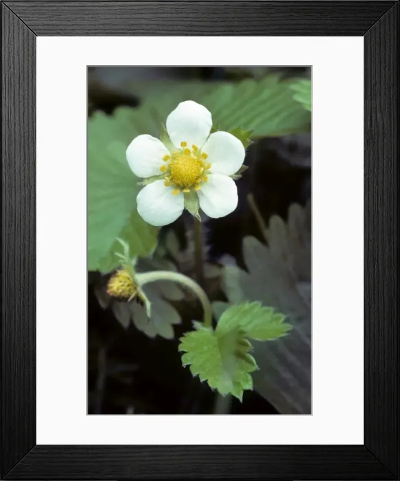 Framed Print : Wild Strawberry Framed Print : Wild Strawberry