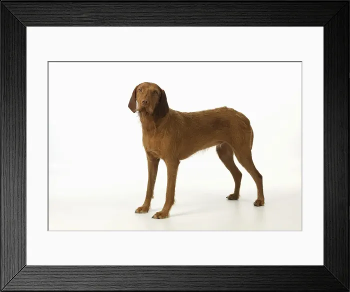 Framed Print : DOG. Hungarian wired haired Vizsla Framed Print : DOG. Hungarian wired haired Vizsla