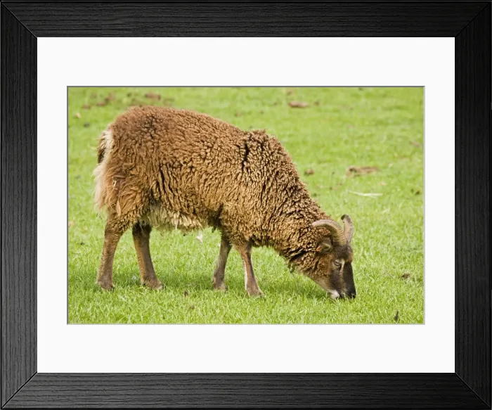 Framed Print : Soay ram sheep - shedding its fleece and grazing. Rare Breed Trust Cotswold Farm Park Framed Print : Soay ram sheep - shedding its fleece and grazing. Rare Breed Trust Cotswold Farm Park