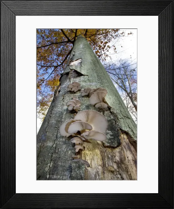 Framed Print : Beech Tree - Oyster mushroom (Pleurotus ostr) Framed Print : Beech Tree - Oyster mushroom (Pleurotus ostr)