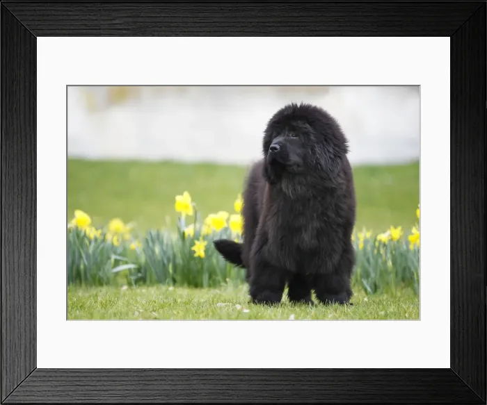 Framed Print : Newfoundland Dog Framed Print : Newfoundland Dog