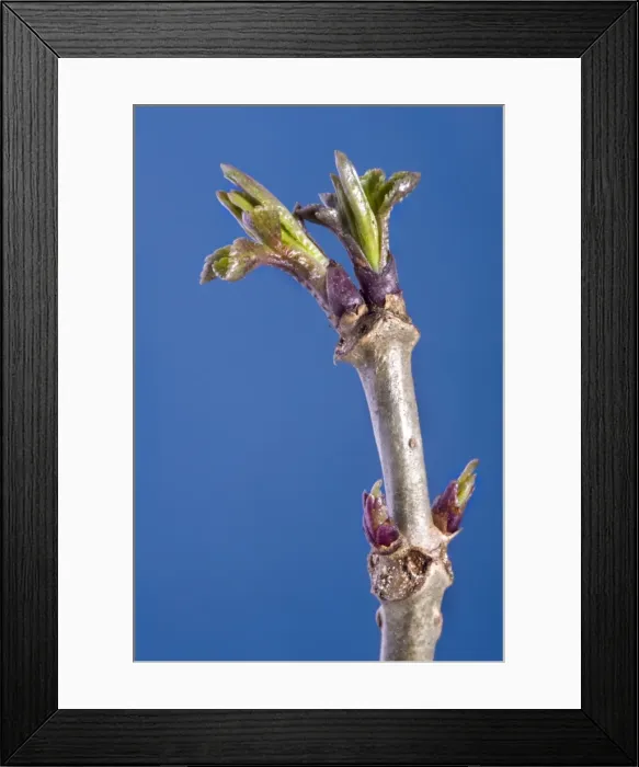 Framed Print : Elder Tree - bud Framed Print : Elder Tree - bud
