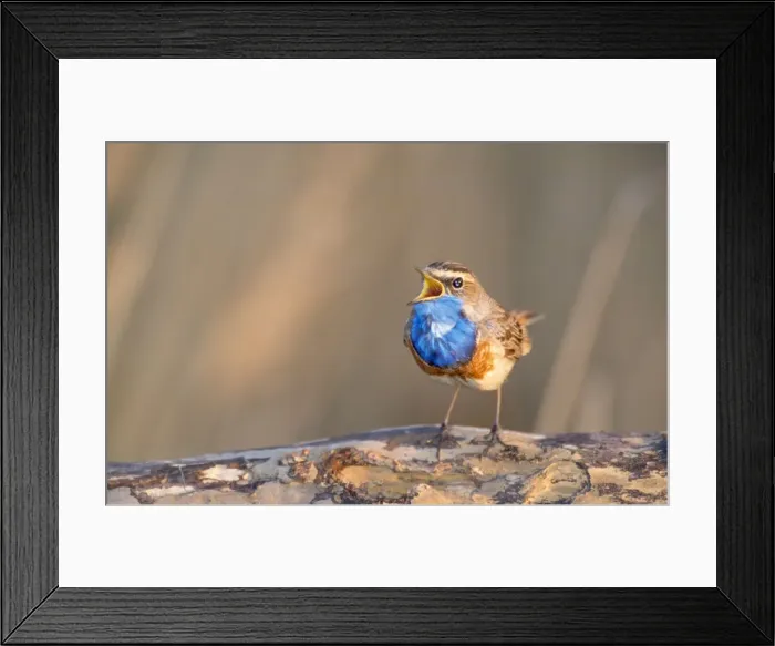 Framed Print : Bluethroat - perched on log, singing Framed Print : Bluethroat - perched on log, singing