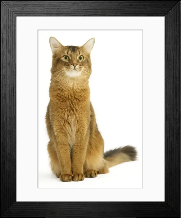 Framed Print : Cat - Somali in studio Framed Print : Cat - Somali in studio