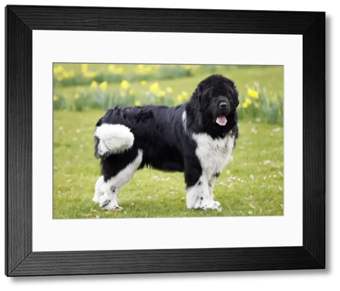 Framed Print : Newfoundland Dog Framed Print : Newfoundland Dog