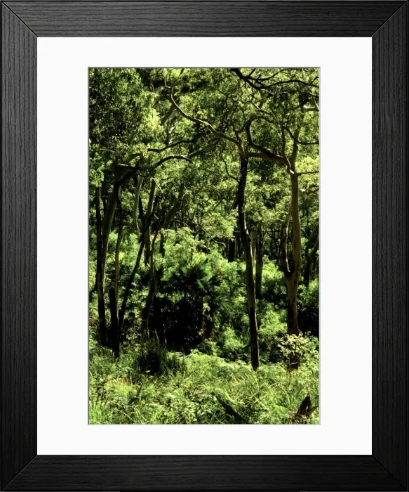 Framed Print : Eucalypts and Cabbage Tree Palm Royal National Park, New South Wales, Australia JPF11712 Framed Print : Eucalypts and Cabbage Tree Palm Royal National Park, New South Wales, Australia JPF11712