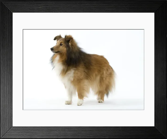 Framed Print : Dog - Shetland Framed Print : Dog - Shetland