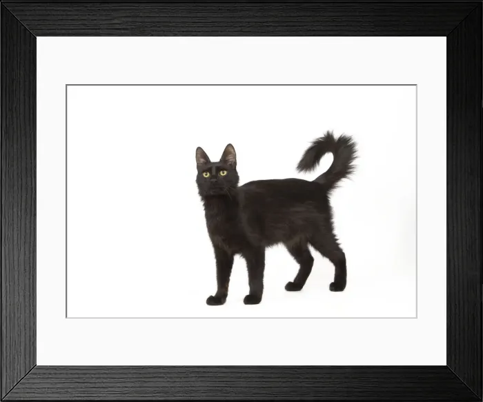 Framed Print : Cat - Black Turkish Angora in studio Framed Print : Cat - Black Turkish Angora in studio