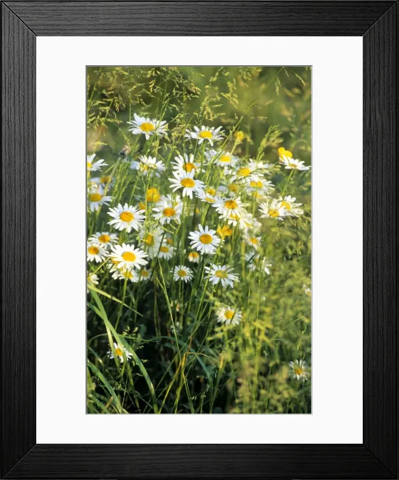 Framed Print : Oxeye Daisy field Framed Print : Oxeye Daisy field
