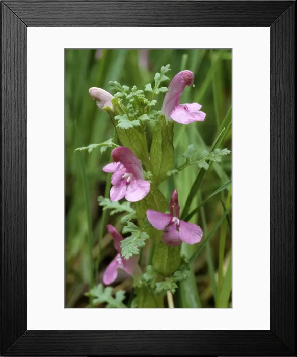 Framed Print : Lousewort. ME-1700. Lousewort. Pedicularis sylvatica Framed Print : Lousewort. ME-1700. Lousewort. Pedicularis sylvatica