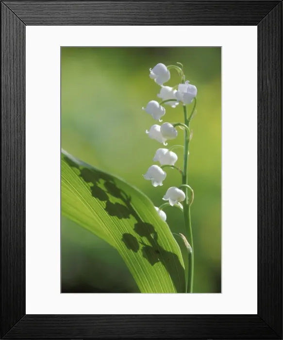 Framed Print : Lily-of-the-valley Framed Print : Lily-of-the-valley