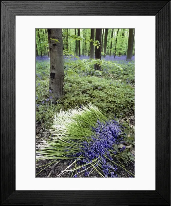 Framed Print : Bluebells in wood picked flowers Framed Print : Bluebells in wood picked flowers