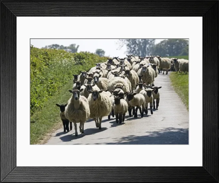 Framed Print : Flock of Masham sheep and lambs being driven down country road in Cotswolds UK Framed Print : Flock of Masham sheep and lambs being driven down country road in Cotswolds UK