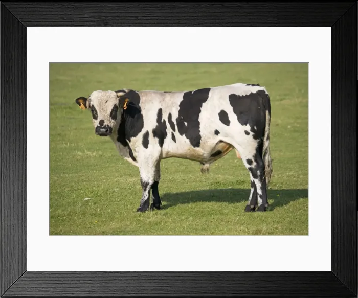 Framed Print : Cow - Normande heifer standing looking Normandy France Framed Print : Cow - Normande heifer standing looking Normandy France