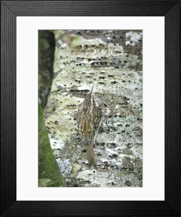 Framed Print : Treecreeper - on tree trunk Framed Print : Treecreeper - on tree trunk