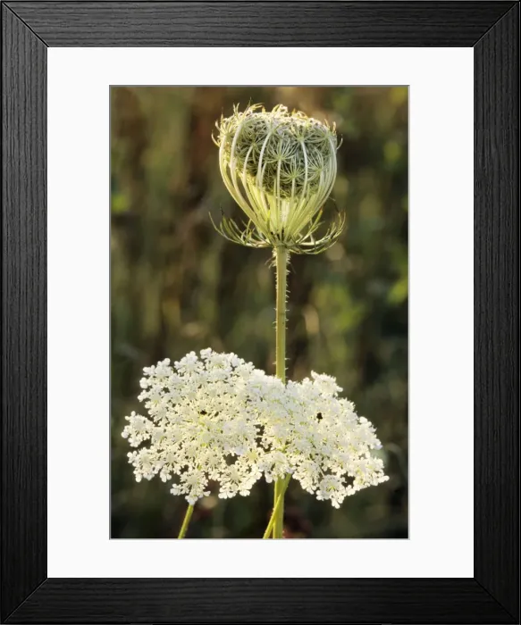 Framed Print : Wild Carrot Framed Print : Wild Carrot