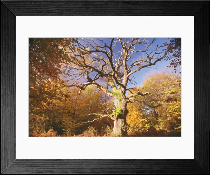 Framed Print : Oak Tree - very old Oak in autumn wood Framed Print : Oak Tree - very old Oak in autumn wood
