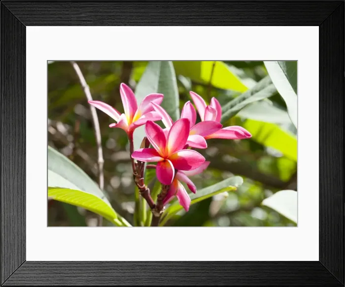 Framed Print : Flowers of Frangipani Mombasa Kenya Framed Print : Flowers of Frangipani Mombasa Kenya
