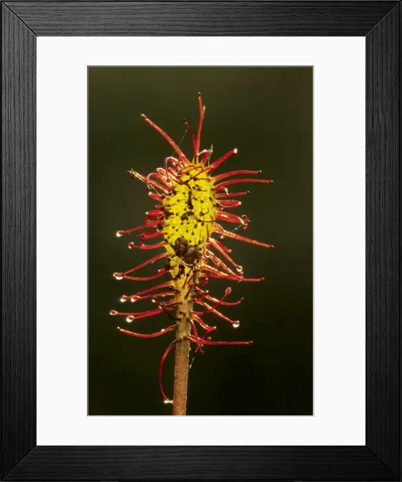 Framed Print : Oblong-leaved Sundew Framed Print : Oblong-leaved Sundew