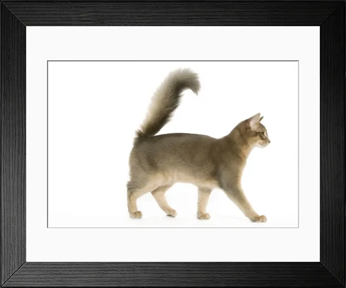 Framed Print : Cat - Blue Somali / long-haired Abyssinian in studio Framed Print : Cat - Blue Somali / long-haired Abyssinian in studio