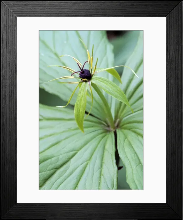 Framed Print : Herb-Paris