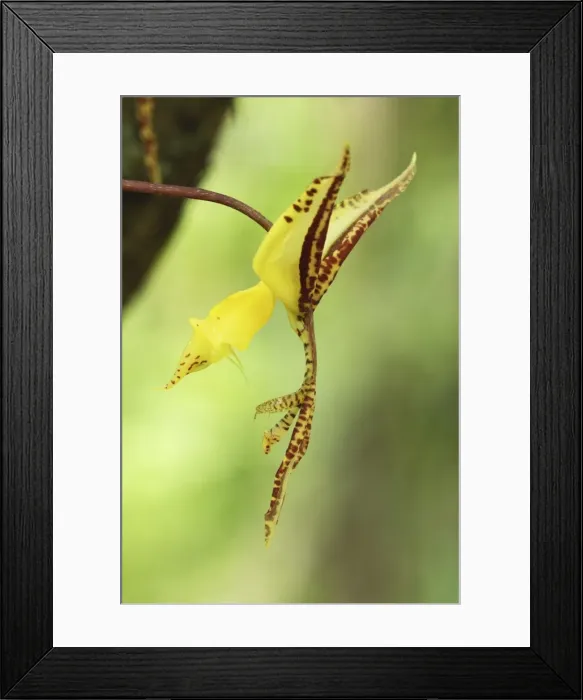 Framed Print : Orchid Braulio Carillo N. P. Costa Rica Framed Print : Orchid Braulio Carillo N. P. Costa Rica