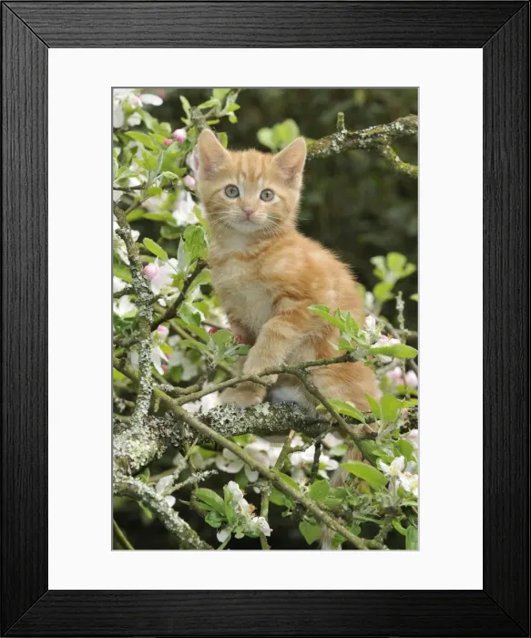 Framed Print : KITTEN. (ginger) in an apple tree Framed Print : KITTEN. (ginger) in an apple tree