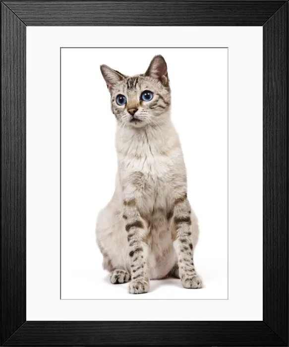 Framed Print : Cat - Bengal - Snow seal lynx spotted tabby in studio Framed Print : Cat - Bengal - Snow seal lynx spotted tabby in studio