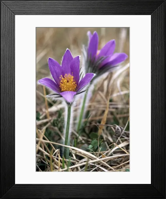 Framed Print : Pasqueflower - Hairy to provide protection from cold Framed Print : Pasqueflower - Hairy to provide protection from cold