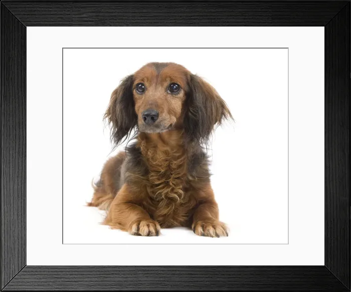 Framed Print : Long-Haired Dachshund / Teckel Dog - 15 year old in studio.
Also known as Doxie / Doxies in the US Framed Print : Long-Haired Dachshund / Teckel Dog - 15 year old in studio.
Also known as Doxie / Doxies in the US