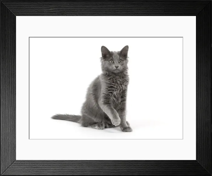 Framed Print : Cat - Nebelung in studio Framed Print : Cat - Nebelung in studio
